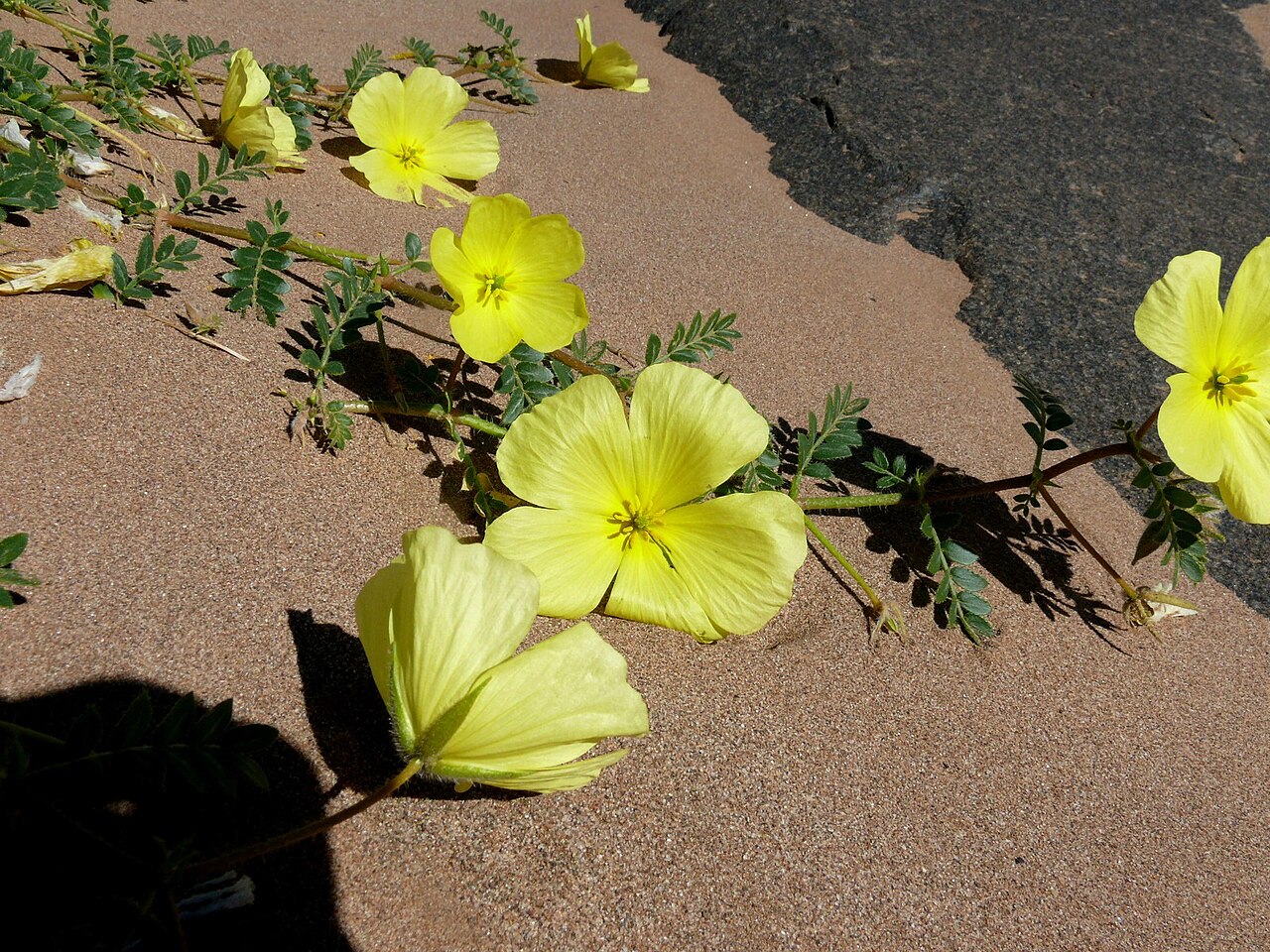 Tribulus pentandrus: Tribulus pentandrus — Field observation from Fish River Canyon Walls of Jerico, Namibia. Collected by Tony Rebelo (2010-06-10). Recorded in GBIF occurrence 4127