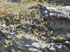 Tribulus pentandrus (Tribulus pentandrus)