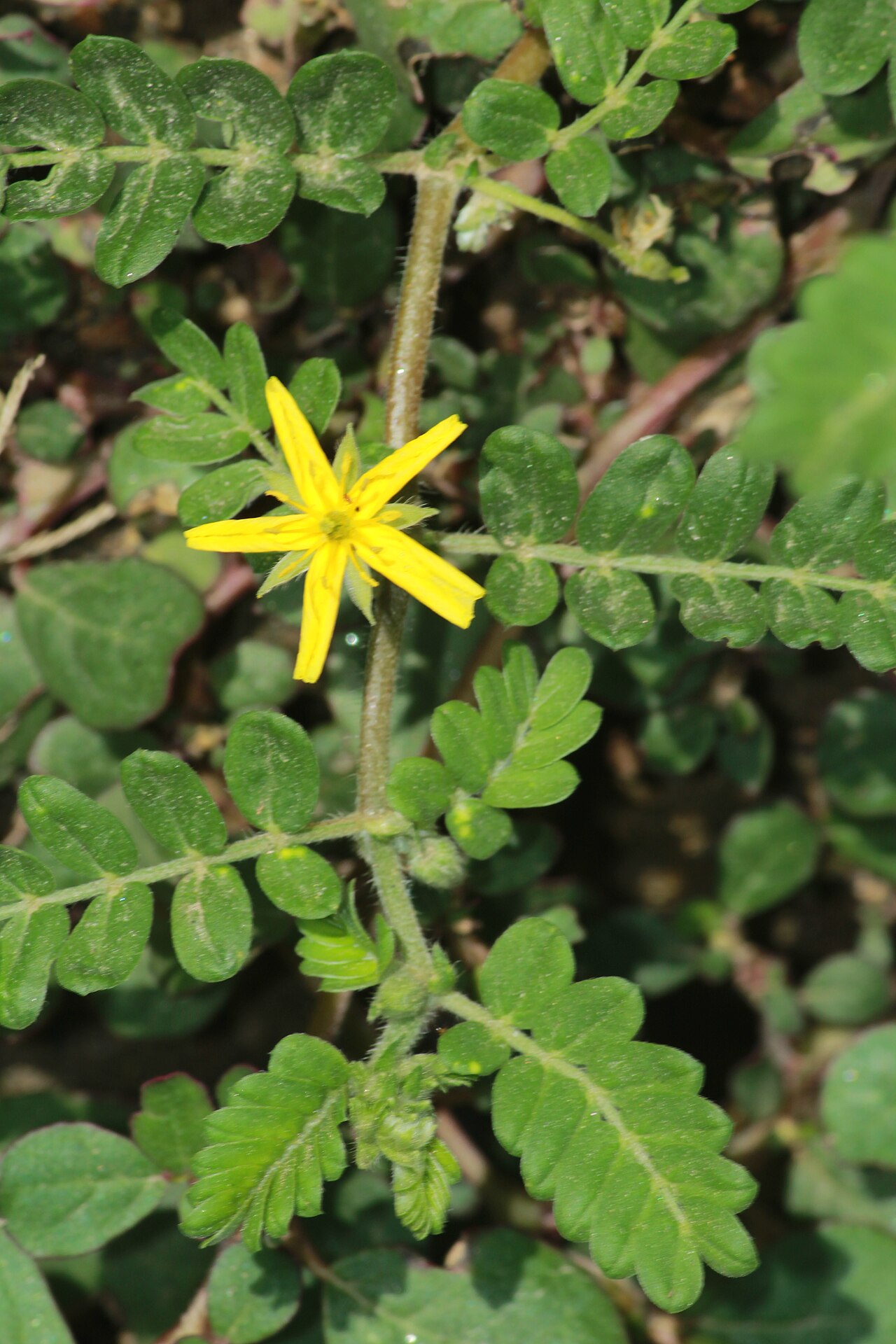 Tribulus subramanyamii: Photos of plants taken by V C Balakrishnan