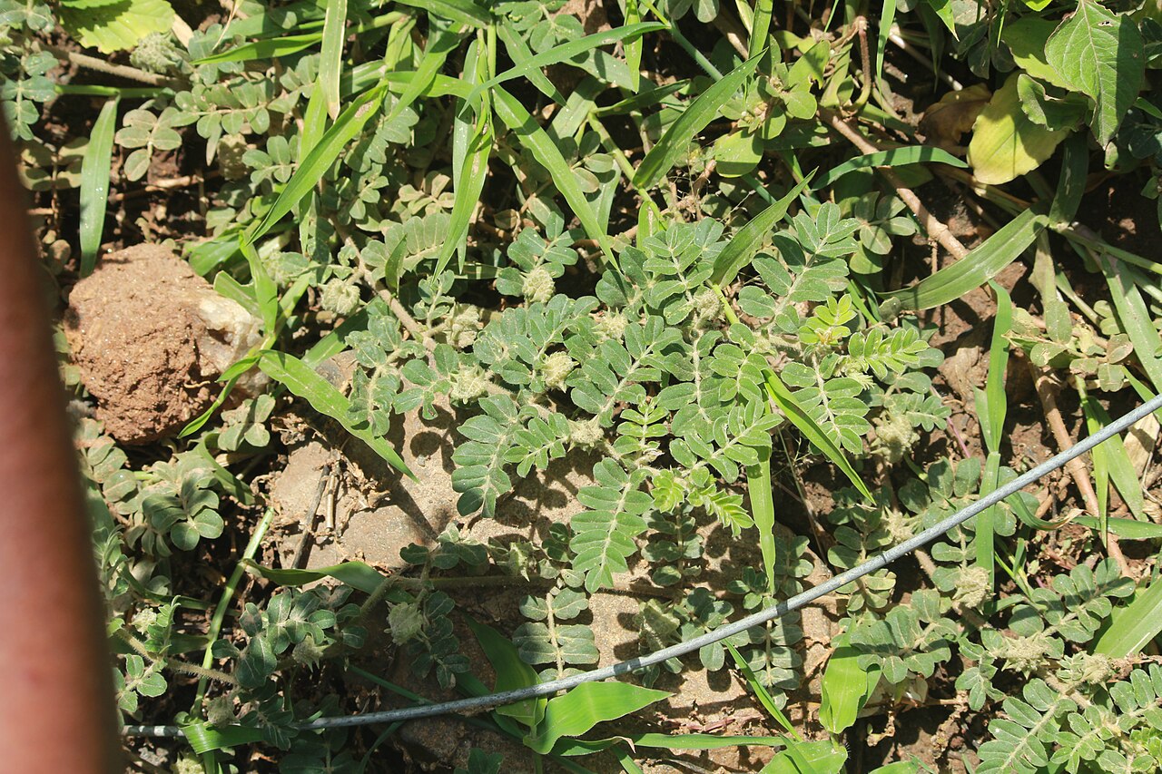 Tribulus subramanyamii: Photos of plants taken by V C Balakrishnan