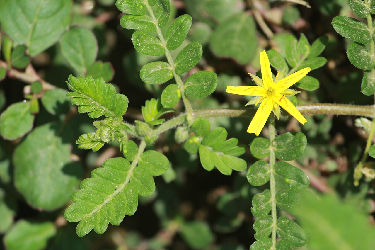 Tribulus subramanyamii: Photos of plants taken by V C Balakrishnan
