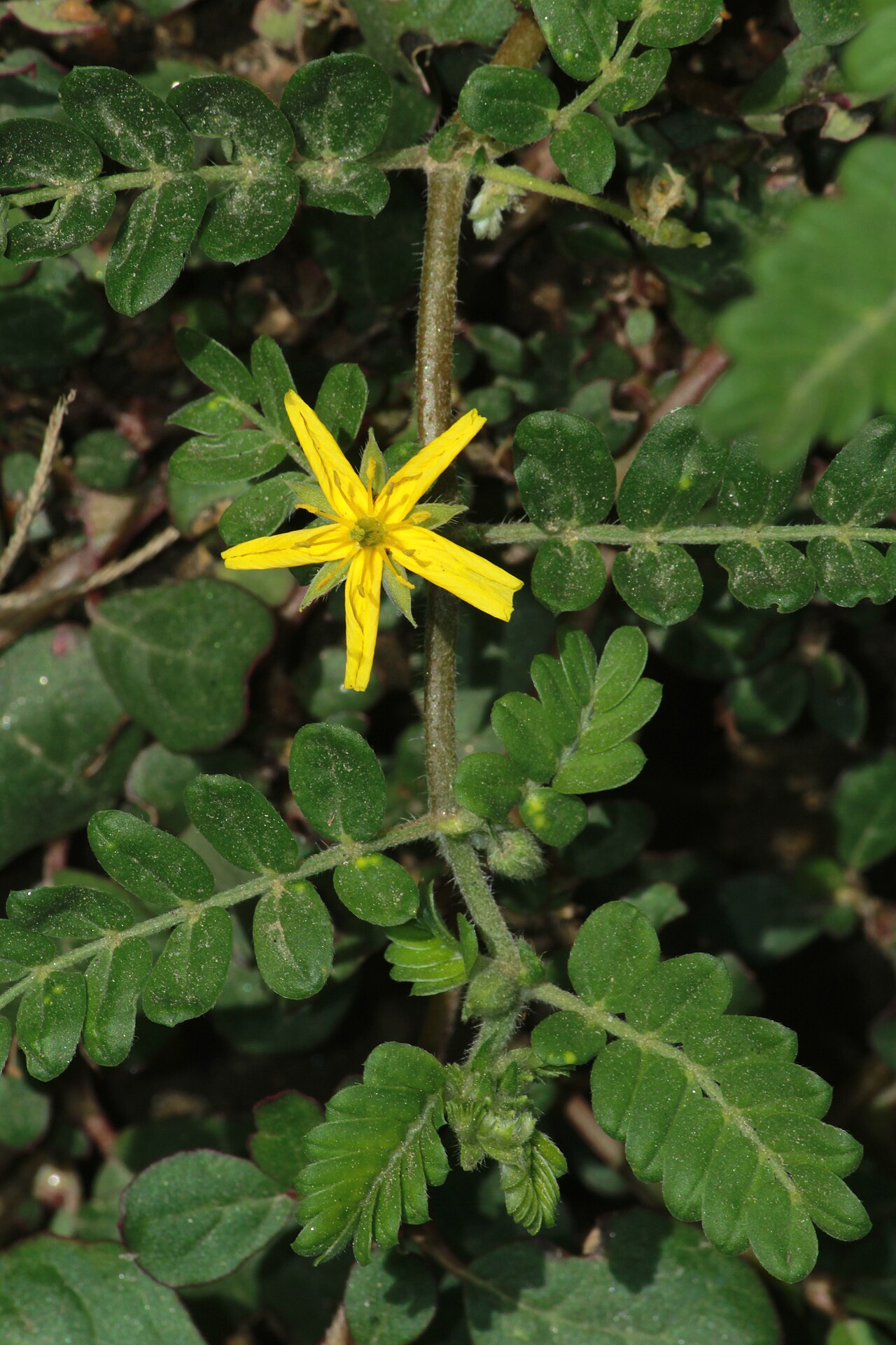 Tribulus subramanyamii: Photos of plants taken by V C Balakrishnan