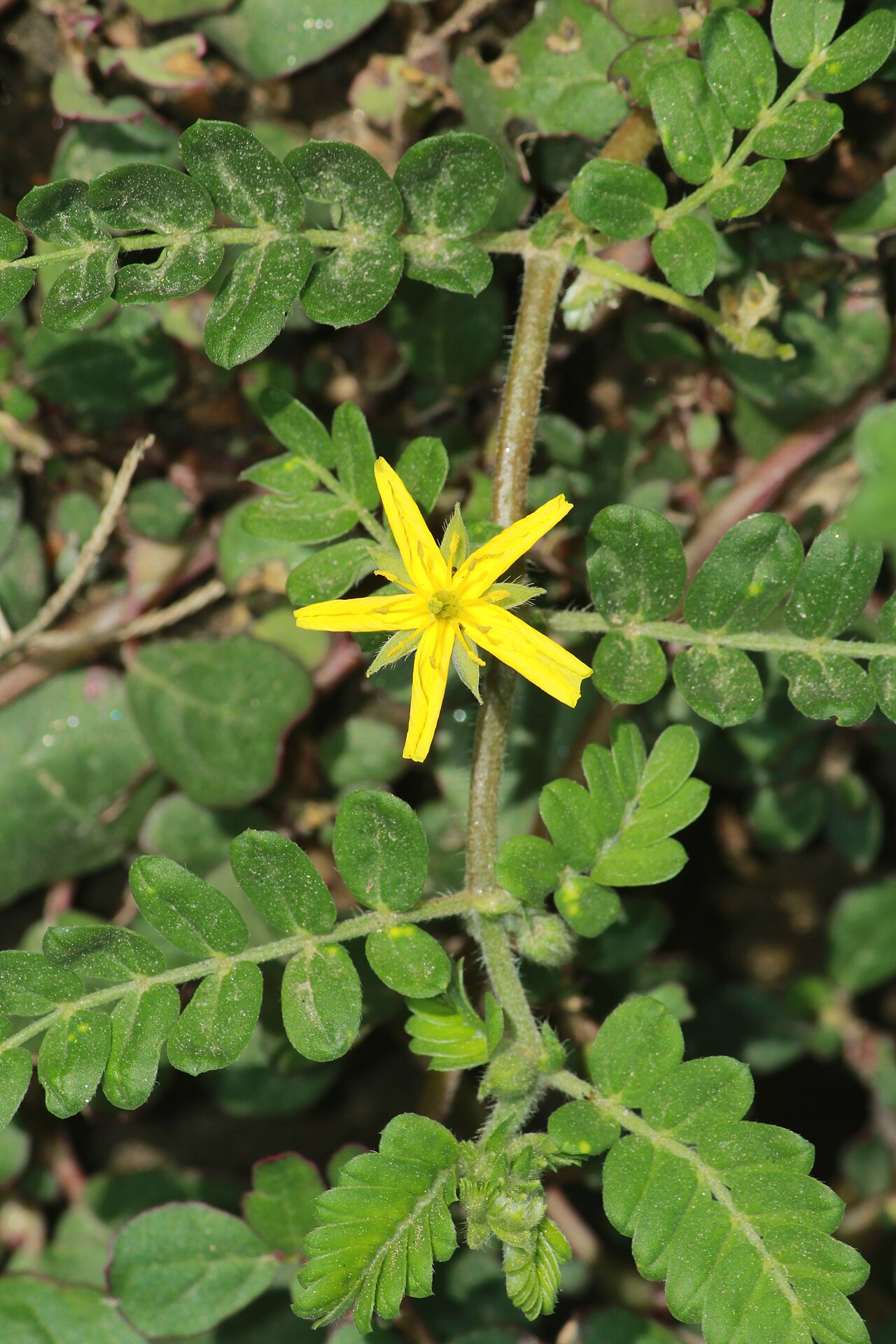 Tribulus subramanyamii: Photos of plants taken by V C Balakrishnan