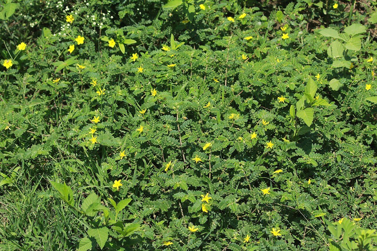 Tribulus subramanyamii: Photos of plants taken by V C Balakrishnan