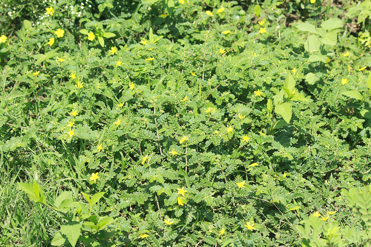 Tribulus subramanyamii: Photos of plants taken by V C Balakrishnan
