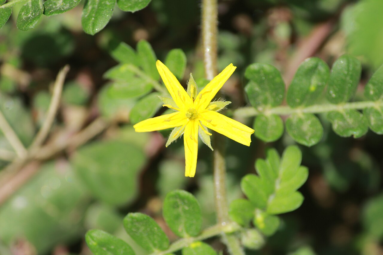 Tribulus subramanyamii: Photos of plants taken by V C Balakrishnan