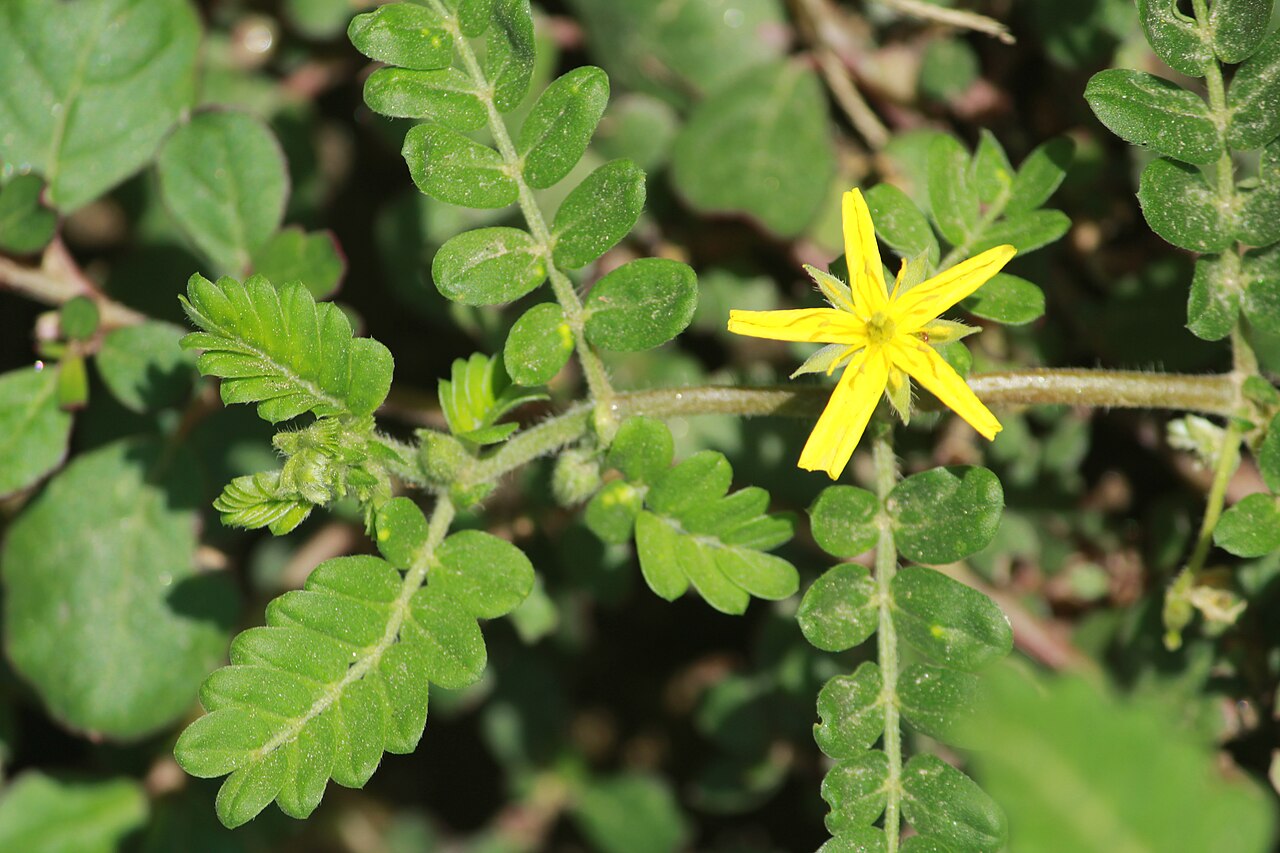 Tribulus subramanyamii: Photos of plants taken by V C Balakrishnan