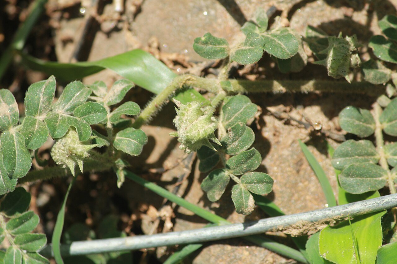 Tribulus subramanyamii: Photos of plants taken by V C Balakrishnan