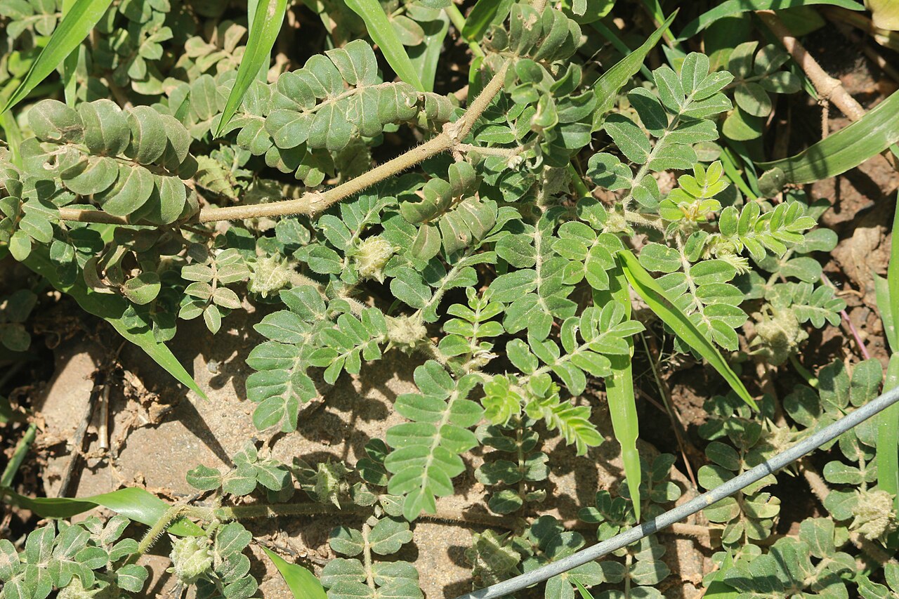 Tribulus subramanyamii: Photos of plants taken by V C Balakrishnan