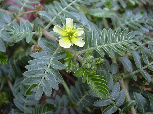 Puncturevine: Tribulus terrestris (flower). Location: Maui, Kahului