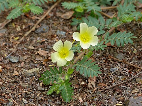 Puncturevine: S63 Road, Pafuri area, Kruger NP, SOUTH AFRICA