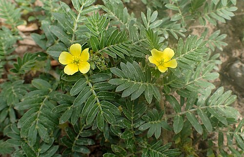 Puncturevine: Tribulus terrestris in Yerevan, Hrazdan Valley
