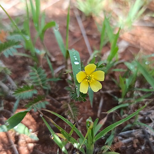 Puncturevine: Flor de Tribulus terrestris (Familia: Zygophyllaceae).