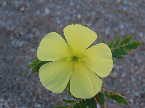 Tribulus zeyheri (Tribulus zeyheri)
