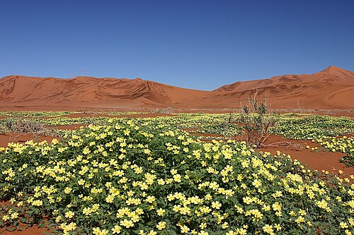 Tribulus zeyheri: Tribulus zeyheri bei Sossusvlei