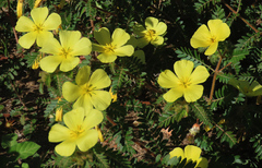 Tribulus zeyheri (Tribulus zeyheri)