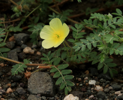 Tribulus zeyheri (Tribulus zeyheri)