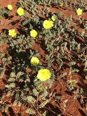 Tribulus zeyheri (Tribulus zeyheri)