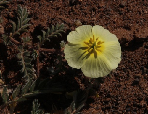 Tribulus zeyheri (Tribulus zeyheri)