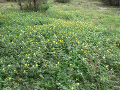 Tribulus zeyheri (Tribulus zeyheri)