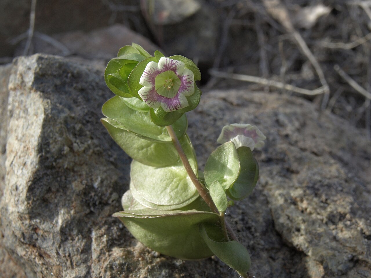 Threehearts: three hearts, Tricardia watsonii, Pine Nut Mountains, elevation 1285 m (4220 ft). One of my favorite species whenever I stumble across it. Named for the three h