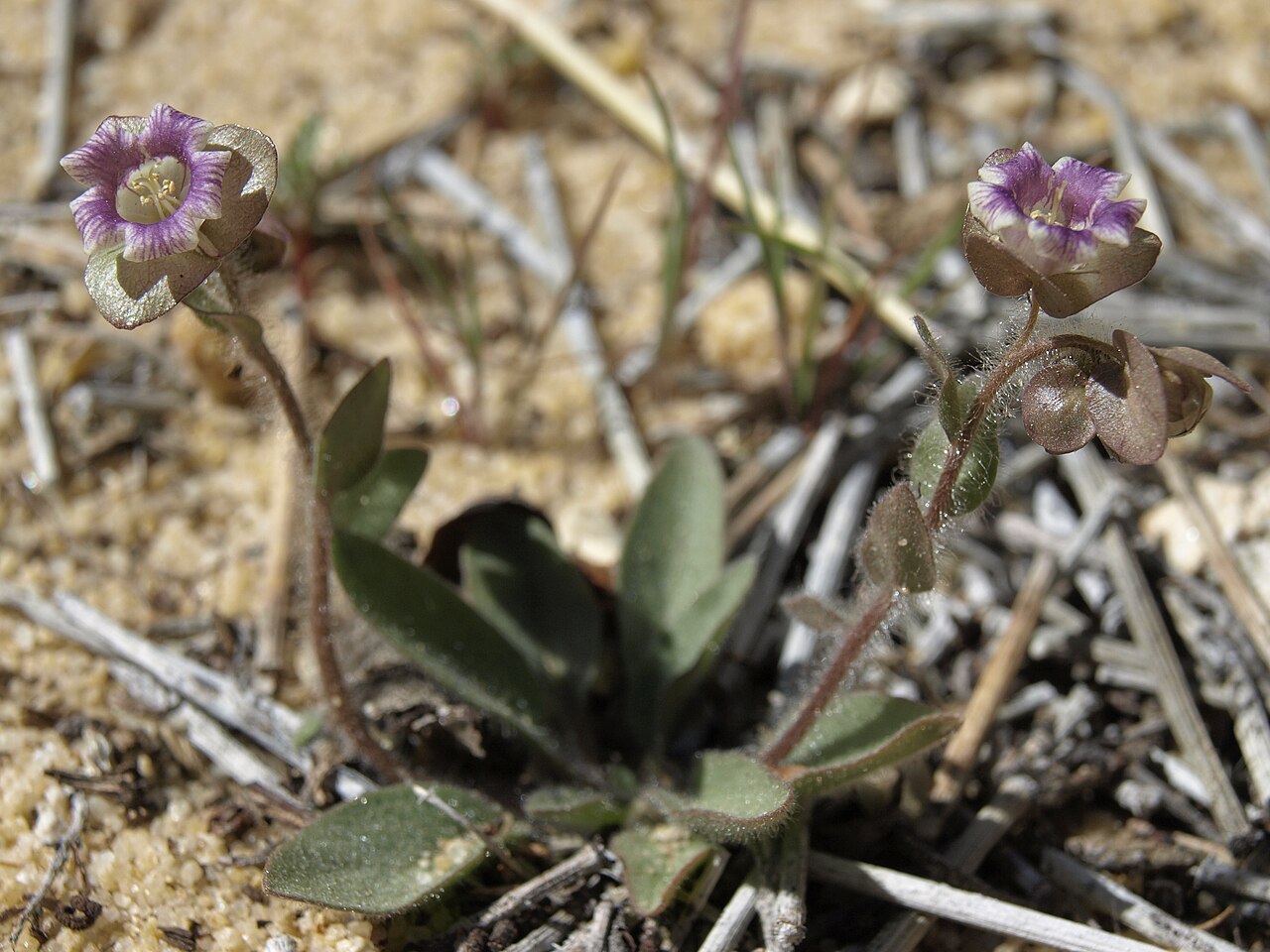 Threehearts: three hearts, Tricardia watsonii, California, White Mountains, Busher Creek, Juniper Mountain, Fishlake Valley drainage, elevation 1826 m (5990 ft). This distin