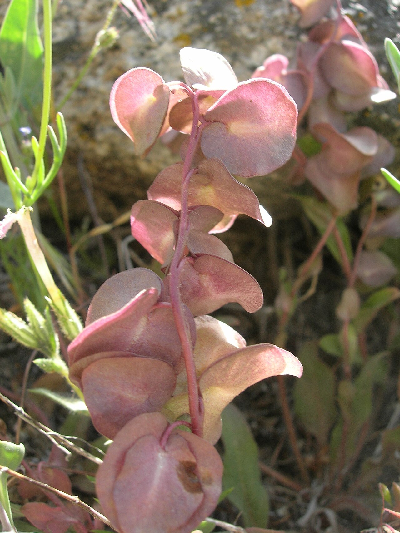 Threehearts: Tricardia watsonii in the eastern Sierra Nevada, California, USA
