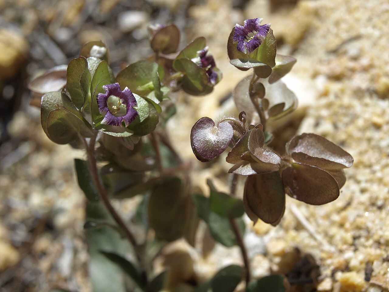 Threehearts: three hearts, Tricardia watsonii, California, White Mountains, Busher Creek, Juniper Mountain, Fishlake Valley drainage, elevation 1826 m (5990 ft). This distin