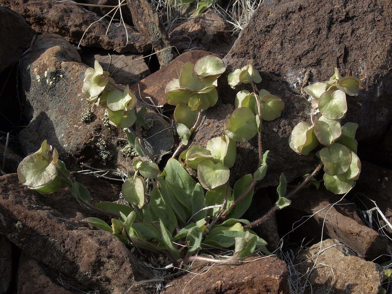 Threehearts: three hearts, Tricardia watsonii, fruiting plant, Pine Nut Mountains, elevation 1290 m (4230 ft). One of my favorite species whenever I stumble across it. Named