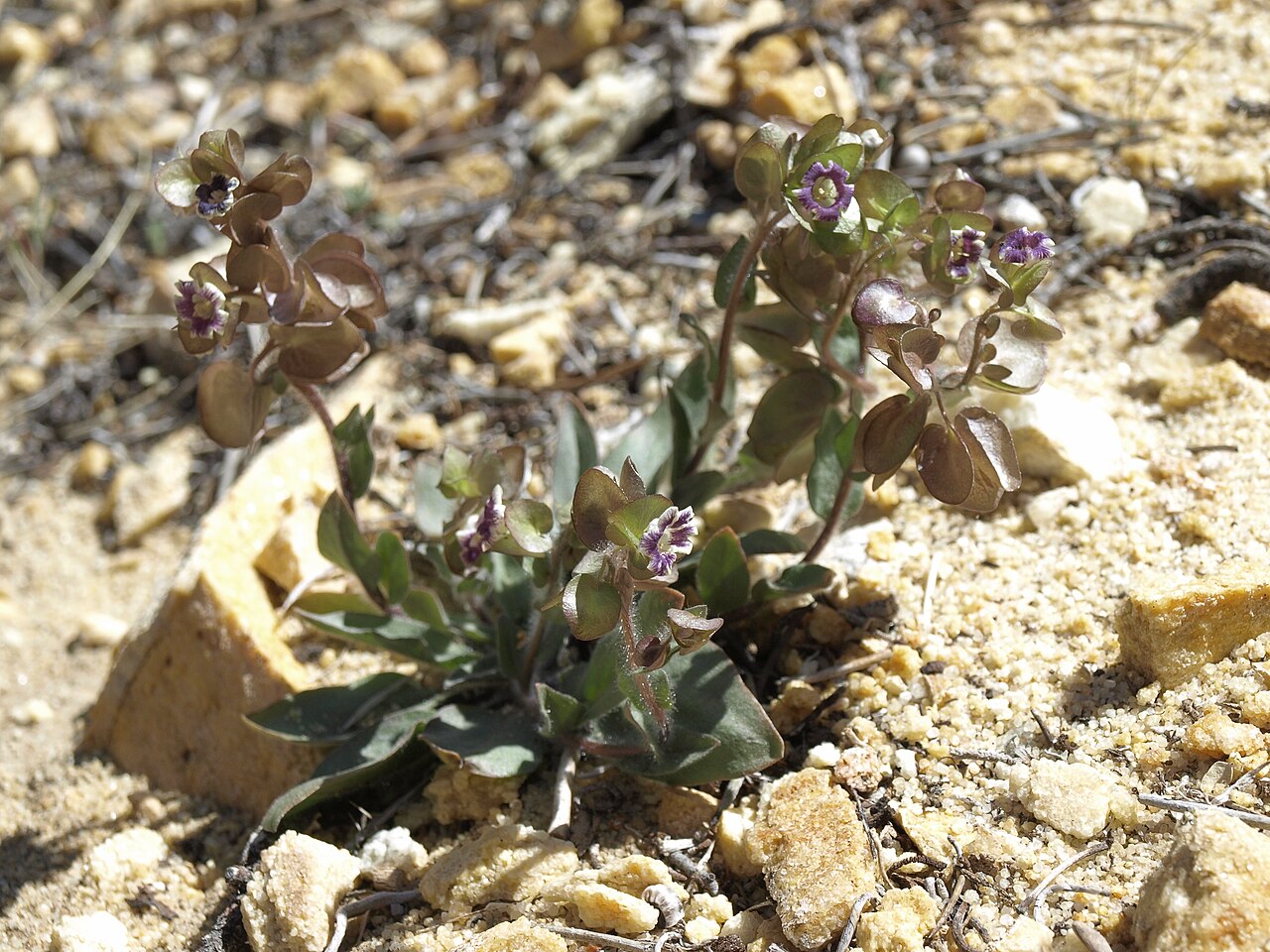 Threehearts: three hearts, Tricardia watsonii, California, White Mountains, Busher Creek, Juniper Mountain, Fishlake Valley drainage, elevation 1826 m (5990 ft). This distin