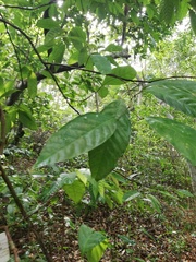 Trichilia breviflora (Trichilia breviflora)
