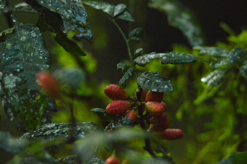 Trichilia catigua (Trichilia catigua)