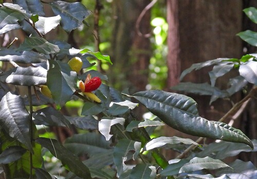 Trichilia catigua (Trichilia catigua)