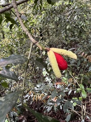 Trichilia catigua (Trichilia catigua)