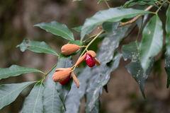 Trichilia catigua (Trichilia catigua)