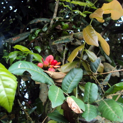 Trichilia catigua (Trichilia catigua)