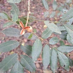 Trichilia catigua (Trichilia catigua)