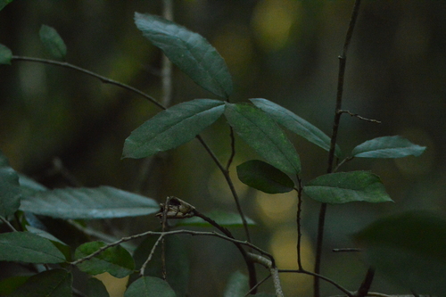 Trichilia catigua (Trichilia catigua)