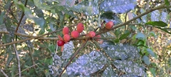 Trichilia catigua (Trichilia catigua)