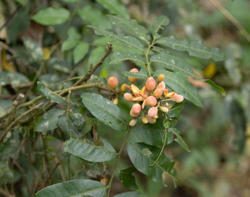 Trichilia catigua (Trichilia catigua)
