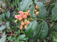 Trichilia catigua (Trichilia catigua)