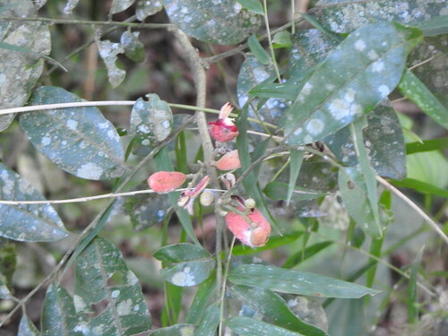 Trichilia catigua (Trichilia catigua)
