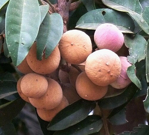 Trichilia dregeana: Fruit of a Forest mahogany in Waterkloof Ridge, Pretoria