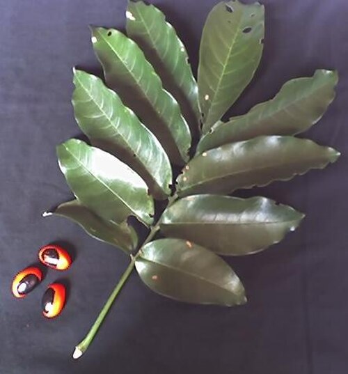 Trichilia dregeana: Trichilia dregeana seeds and leaf