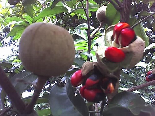 Trichilia dregeana: Trichilia dregeana fruit and seeds
