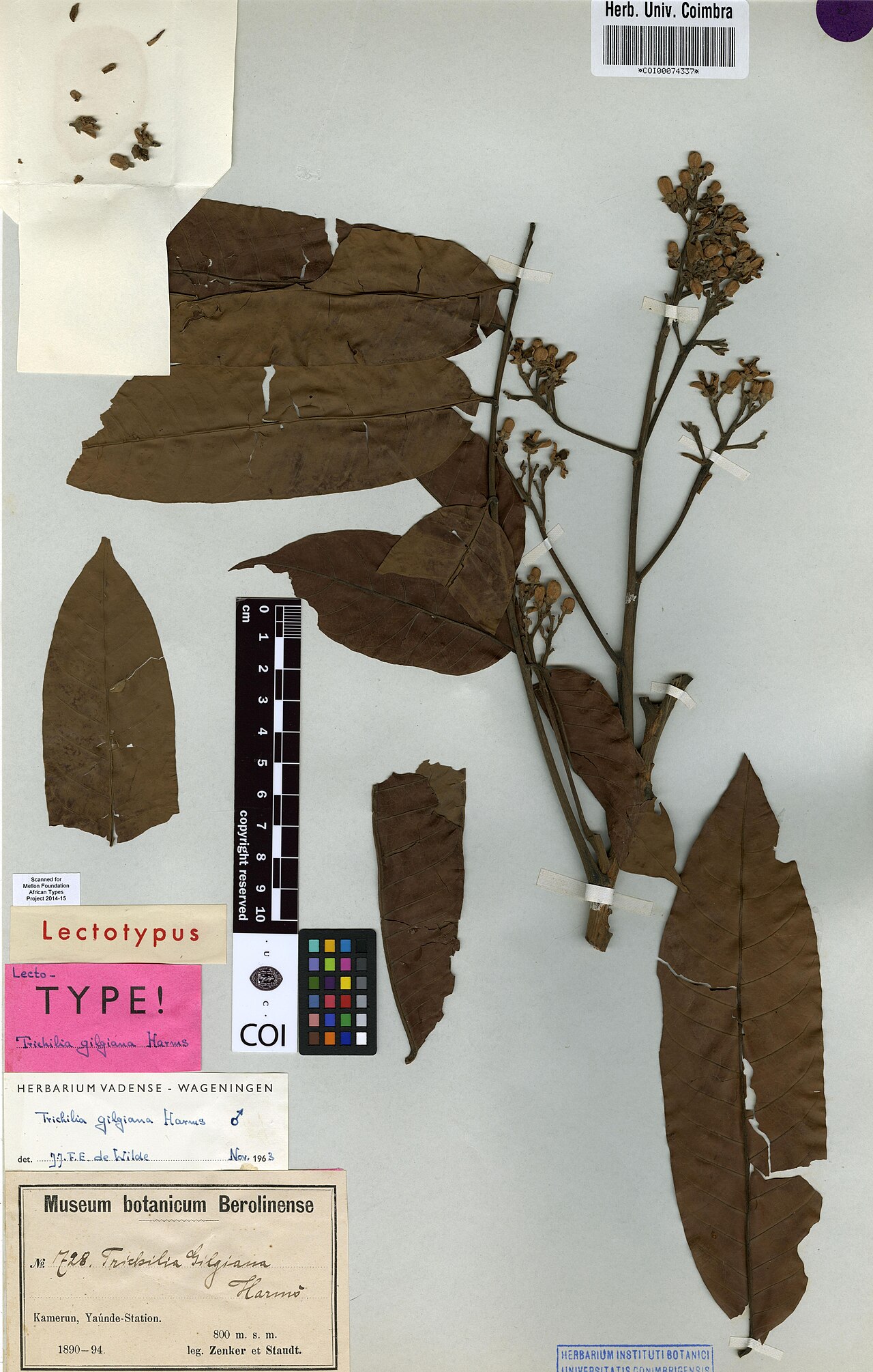 Trichilia gilgiana: Photograph of Lectotype of Trichilia gilgiana at Herbarium of the University of Coimbra, Portugal (COI). Specimen COI00074337. http://coicatalogue.uc.pt/specime