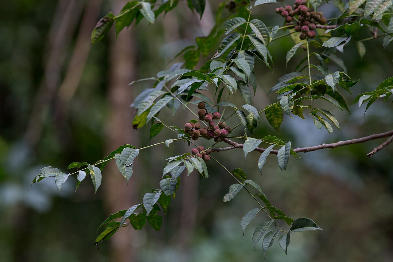 Broomstick: Trichilia hirta in the botanical garden Cupaynicú in Guisa , Granma, Cuba