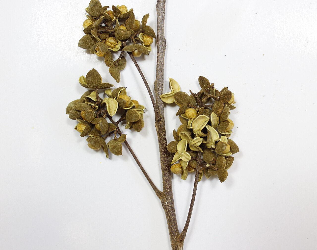 Broomstick: Trichilia hirta é uma árvore pertencente a família Meliaceae.