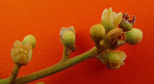 Trichilia lepidota: Trichilia lepidota Mart.