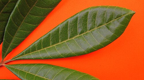 Trichilia lepidota: Trichilia lepidota Mart.